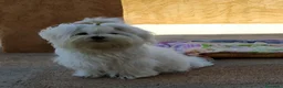 Maltipoo perros en venta: Cachorritos de Maltipoo  - Anuncio 6