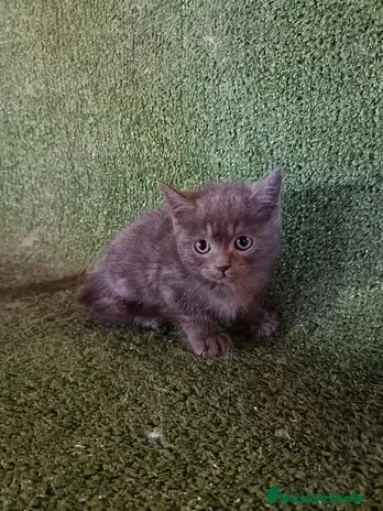 Británico de Pelo Corto Azul gatos Excelente camada de British - Anuncio 1