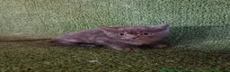 Británico de Pelo Corto Azul gatos en venta: Excelente camada de British - Anuncio 1