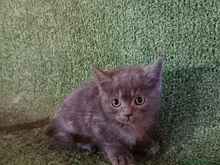 Británico de Pelo Corto Azul gatos Excelente camada de British - Anuncio 1