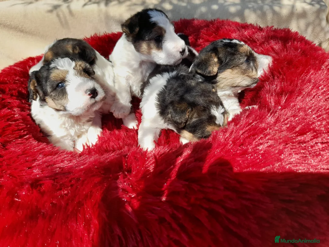 Fox Terrier de Pelo Duro perros en venta: Bebés Foxterrier  - Anuncio 3