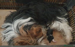 Biewer Yorkshire Terrier a la Pom Pon perros en venta: Precioso macho con pedigree - Imagen 2