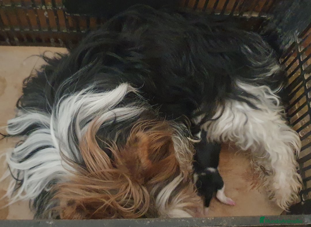 Biewer Yorkshire Terrier a la Pom Pon perros en venta: Precioso macho con pedigree - Imagen 2