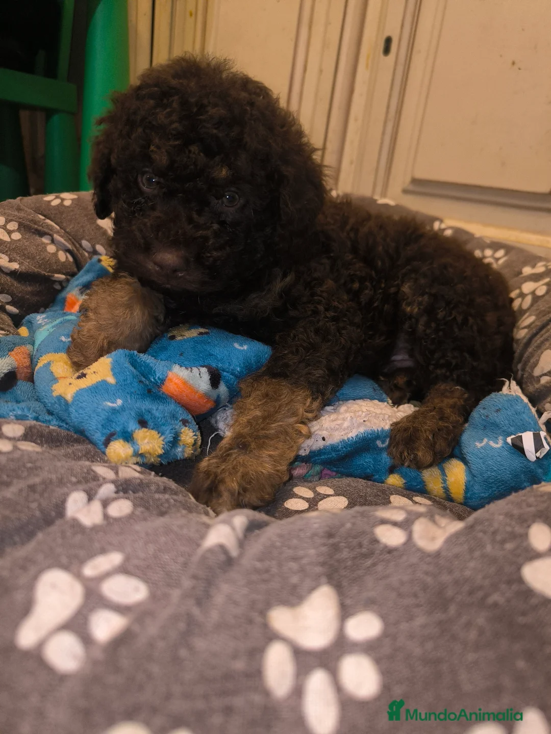 Perro de Agua Español perros en venta: Último cachorro PDA phanton chocolate  - Anuncio 7