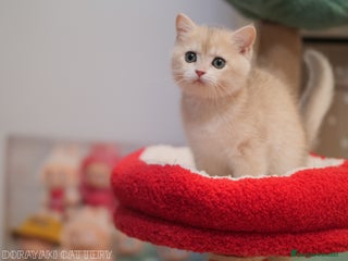 Británico de Pelo Corto gatos - Anuncio 4