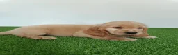 Cocker Spaniel Inglés perros en venta: Cocker spaniel inglés  - Anuncio 6