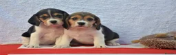 Beagle perros en venta: Cachorros de beagle tricolor  - Anuncio 7