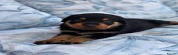 Rottweiler perros en venta: Hembra Rottweiler disponible - Anuncio 2