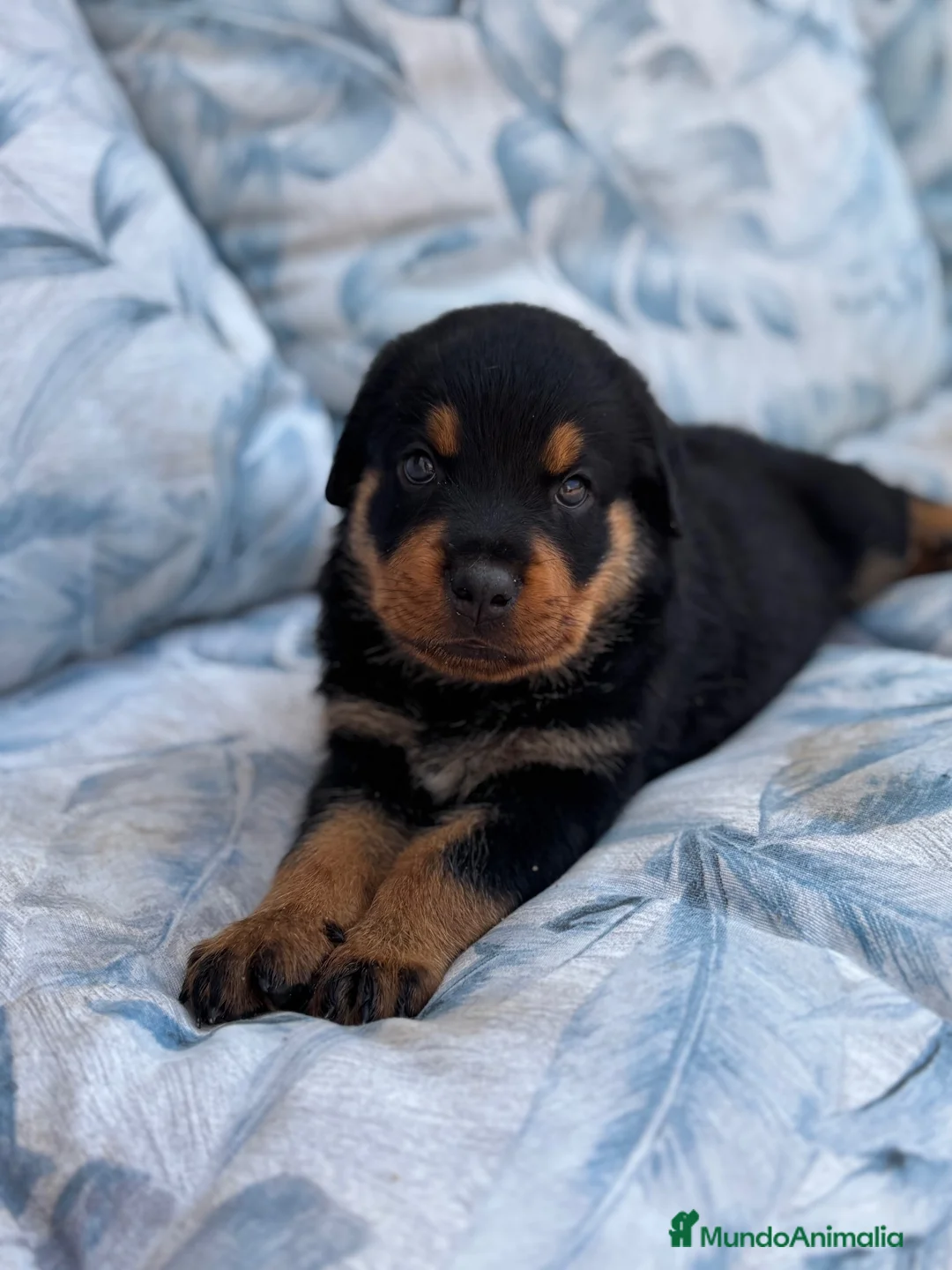 Rottweiler perros en venta: Hembra Rottweiler disponible - Anuncio 2