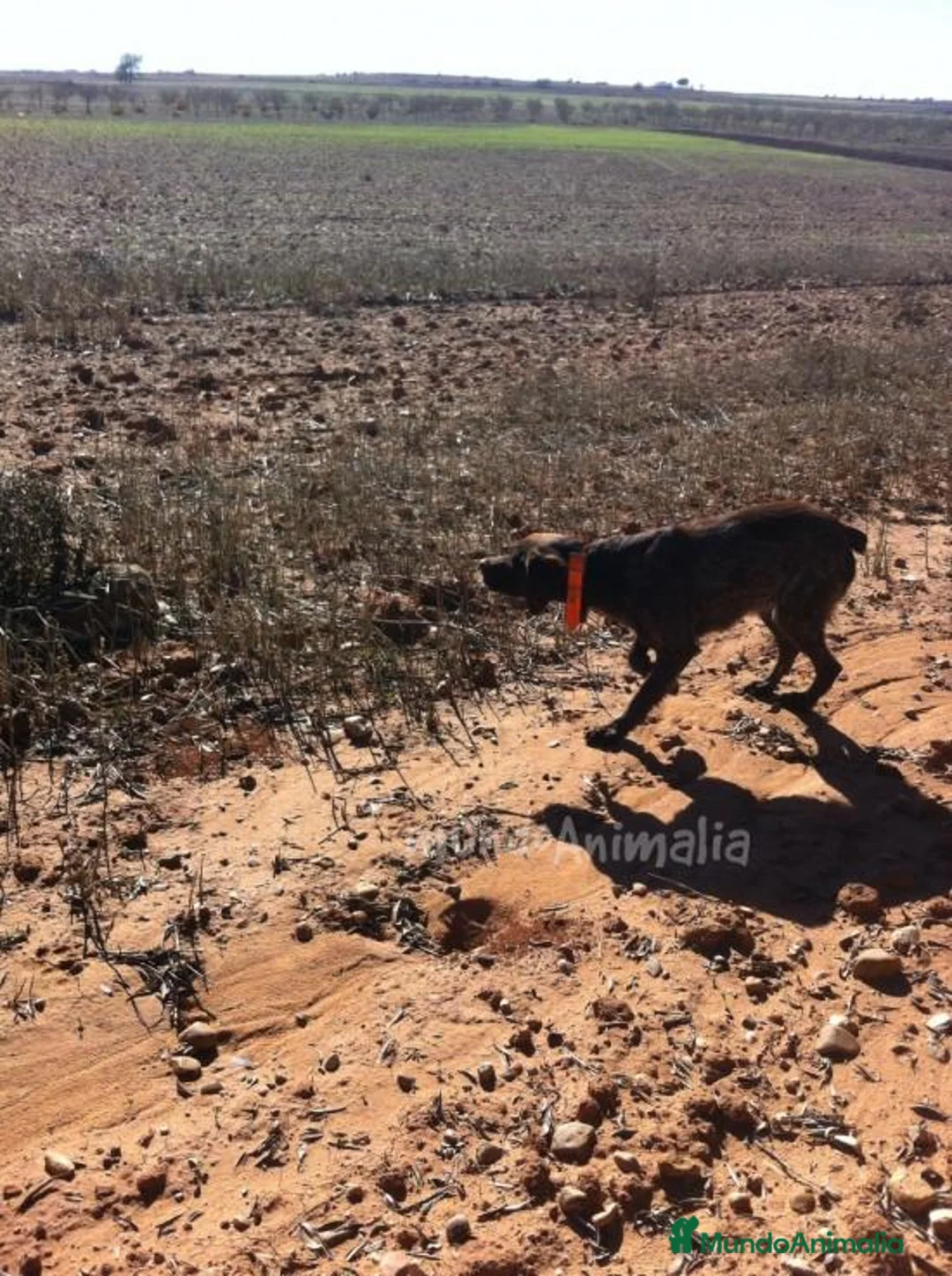 Imagen de galería {{count}}