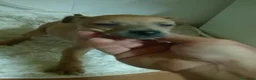Pequeño Lebrel Italiano perros en venta: Lebrel  - Anuncio 8