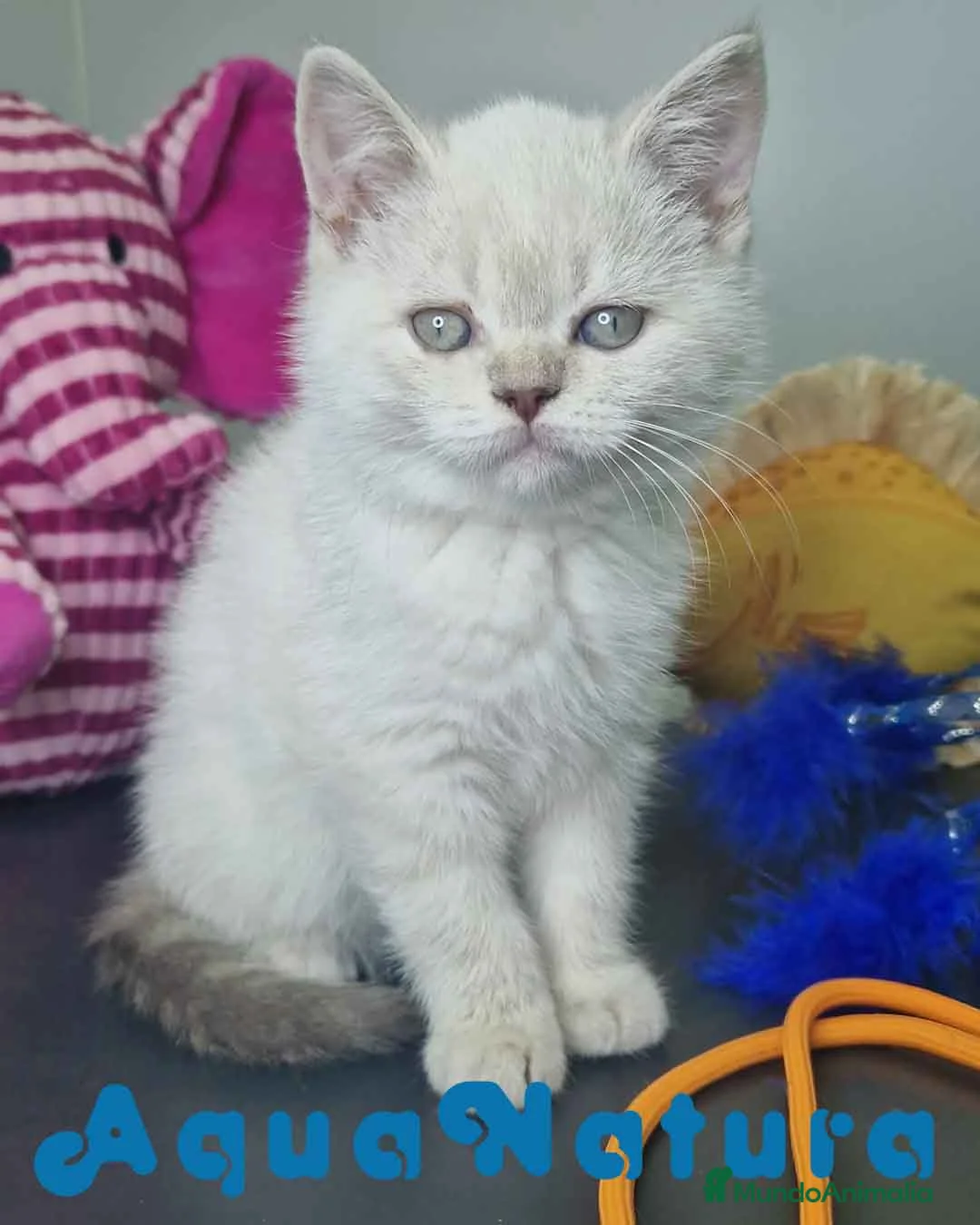 Británico de Pelo Corto gatos en venta: British Shorthair Hembra 7911 AQUANATURA - Anuncio 1
