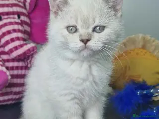 Británico de Pelo Corto gatos British Shorthair Hembra 7911 AQUANATURA - Anuncio 15
