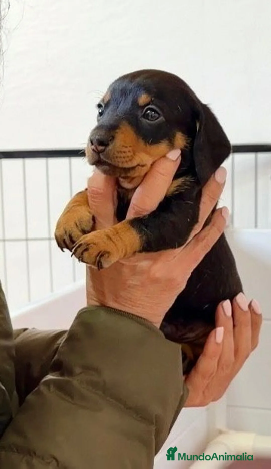 Teckel Miniatura perros en venta: Cachorro Teckel miniatura negro fuego  - Anuncio 10