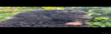 Perro de Agua Español 1