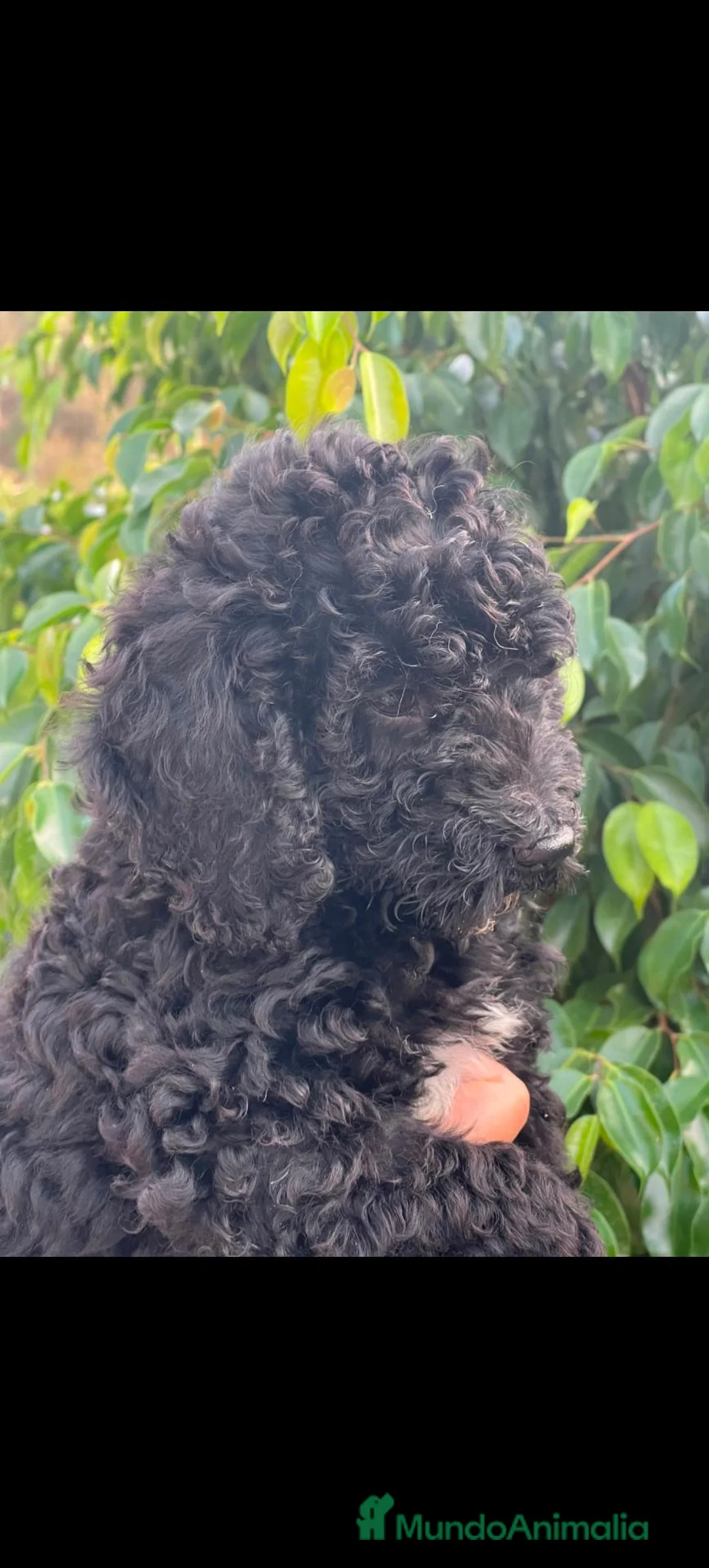 Perro de Agua Español perros en venta: Perros de aguas de calidad  - Anuncio 10
