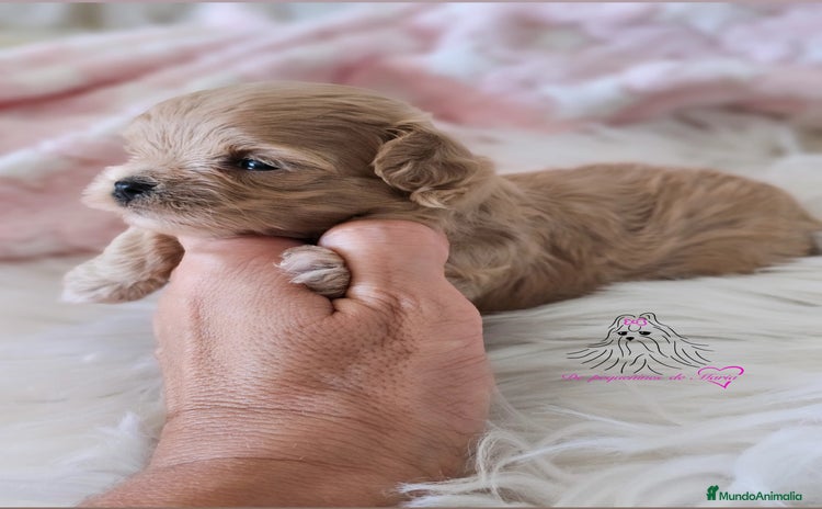 Maltipoo perros - Anuncio 3