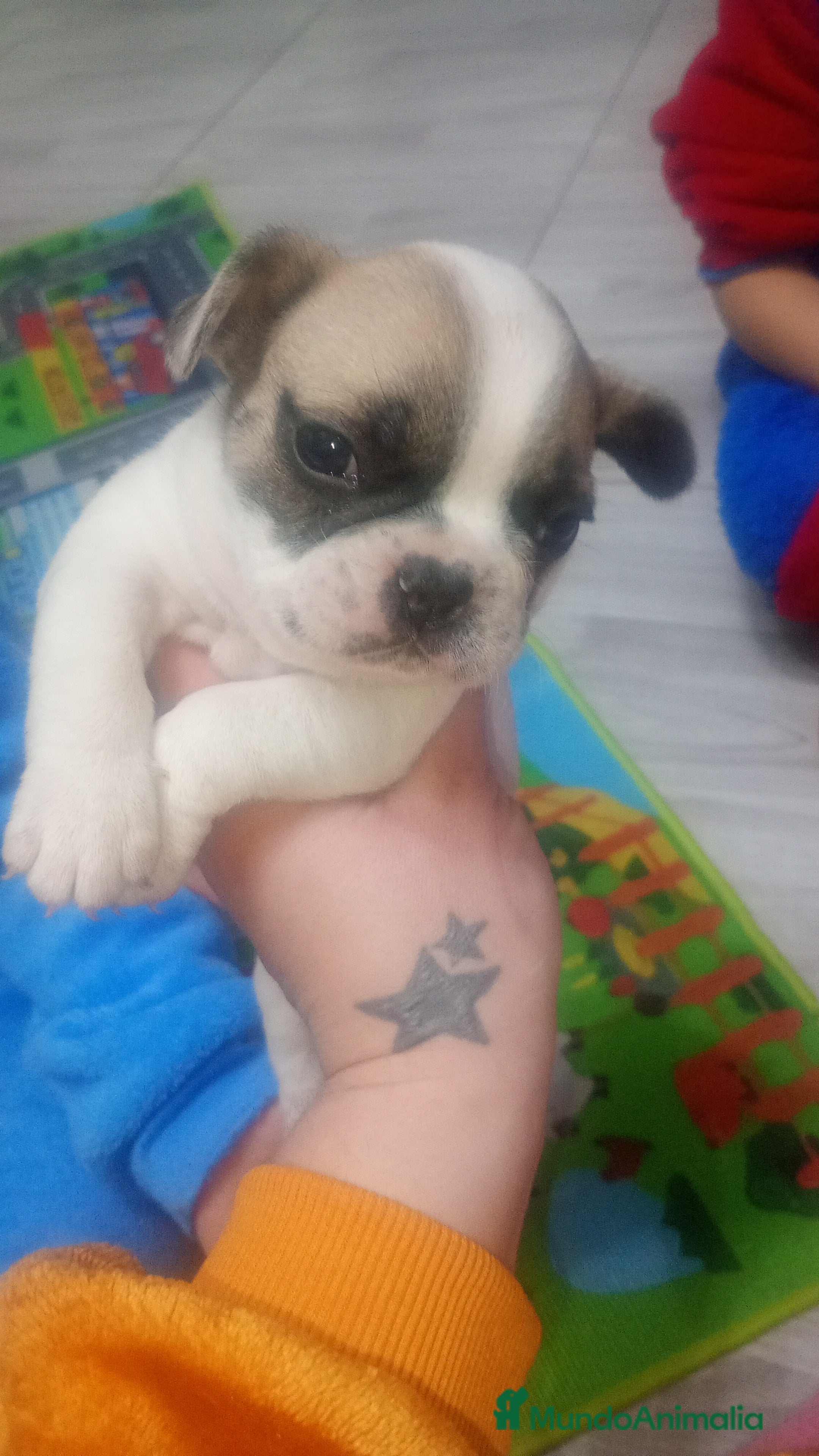 Bulldog Francés perros Bulldog francés  - Anuncio 1