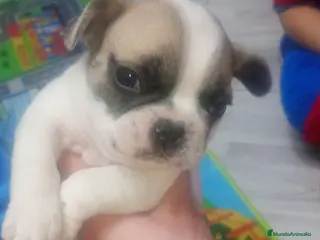 Bulldog Francés perros Bulldog francés - Anuncio 1