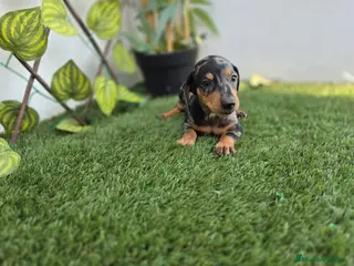 Teckel Miniatura perros TECKEL MINIATURA - Anuncio 26