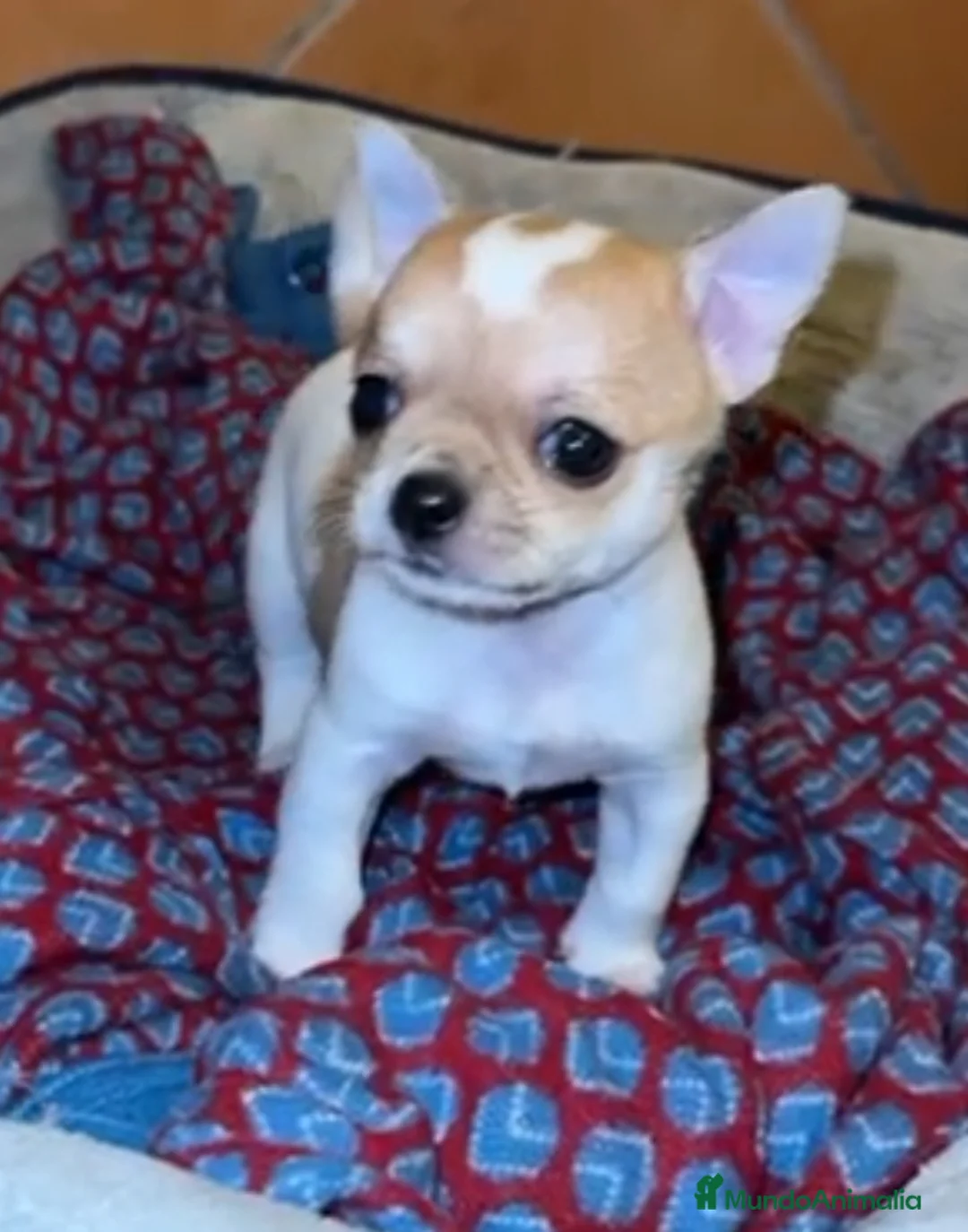 Chihuahua perros en venta: Chihuahua  - Anuncio 1