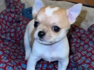 Chihuahua perros Chihuahua - Anuncio 21