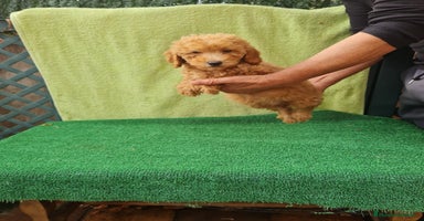 Caniche Toy perros - Anuncio 6