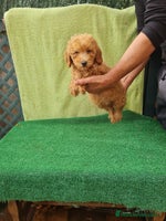 Caniche Toy perros - Anuncio 6