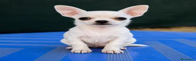 Chihuahua 4