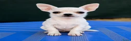 Chihuahua perros en venta: Chihuahua  - Anuncio 2