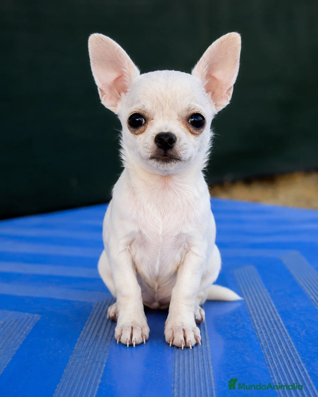 Chihuahua perros en venta: Chihuahua  - Anuncio 2