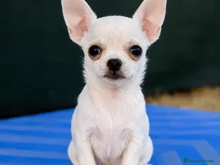 Chihuahua perros Chihuahua - Anuncio 2