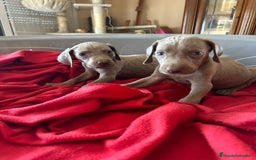 Weimaraner perros en venta: Braco de weimaner  - Imagen 4