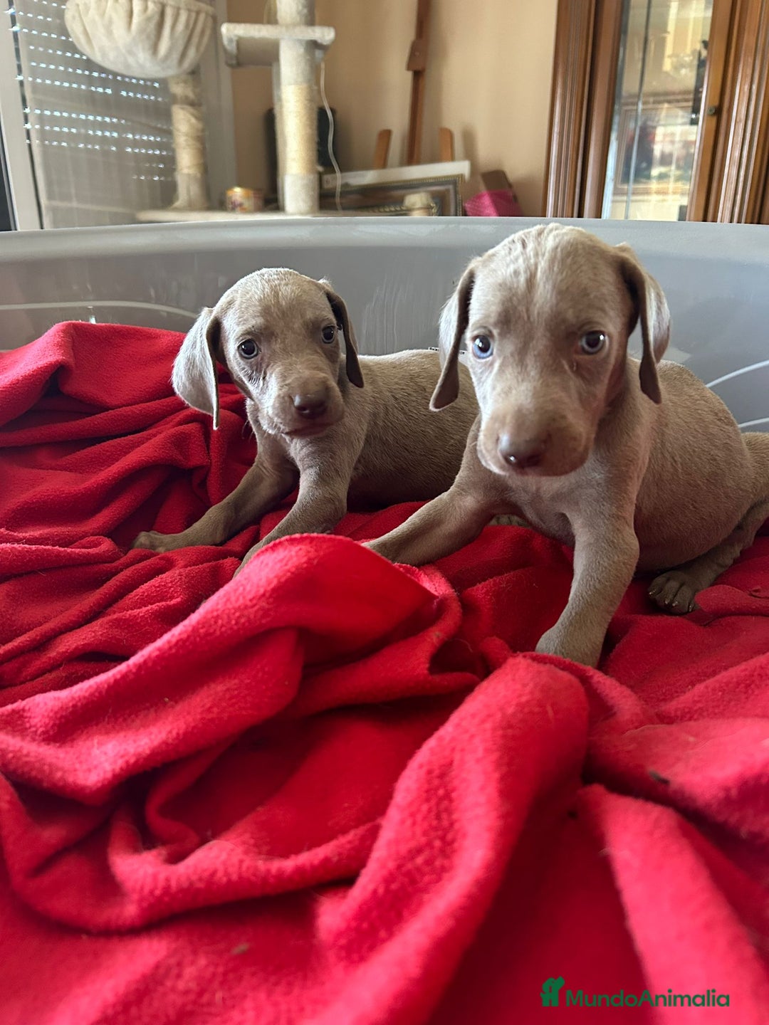 Weimaraner perros en venta: Braco de weimaner  - Imagen 4