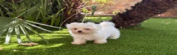 Bichón Maltés perros en venta: BICHON MALTES TOY - Anuncio 1