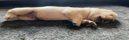 Labrador Retriever perros en venta: Cachorros Labrador retriever - Anuncio 1