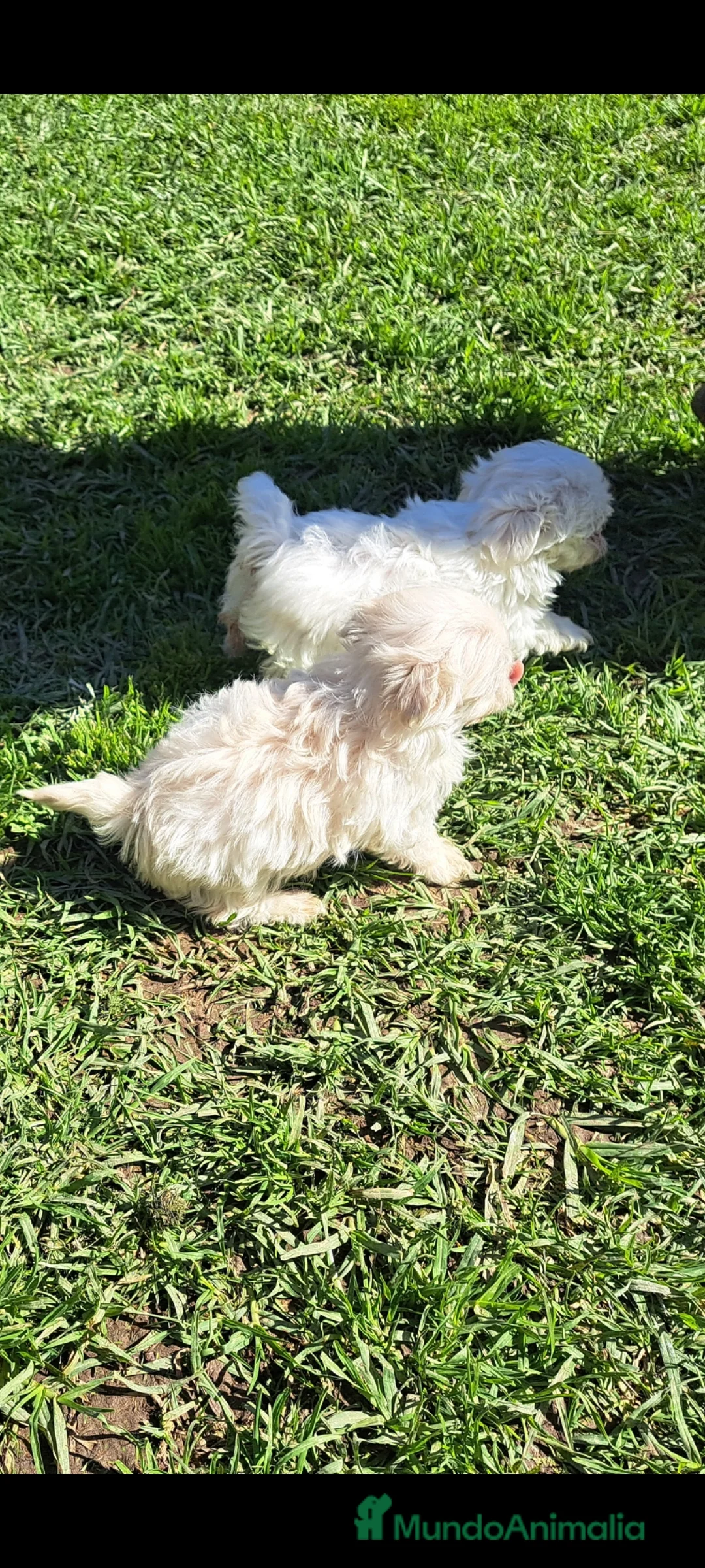 Bichón Maltés perros en venta: Minis cachorros de bichon maltes - Anuncio 2