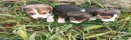 Beagle perros en venta: BEAGLE Camada preciosa - Anuncio 1
