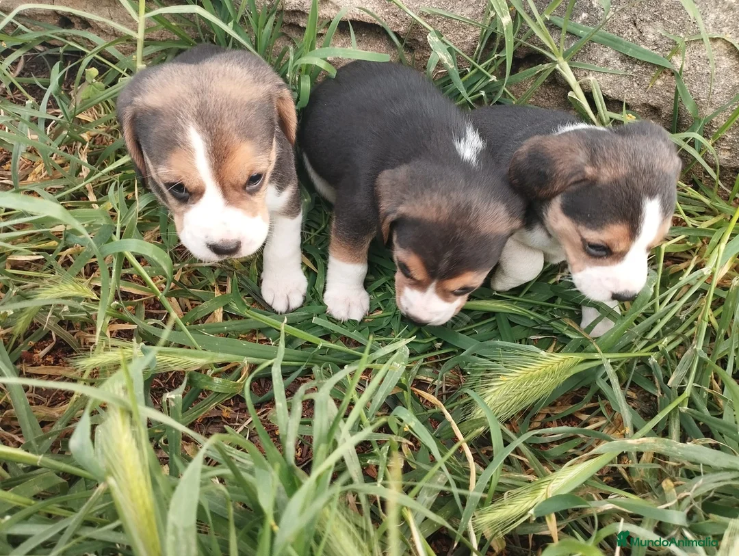 Beagle perros en venta: BEAGLE Camada preciosa - Anuncio 1