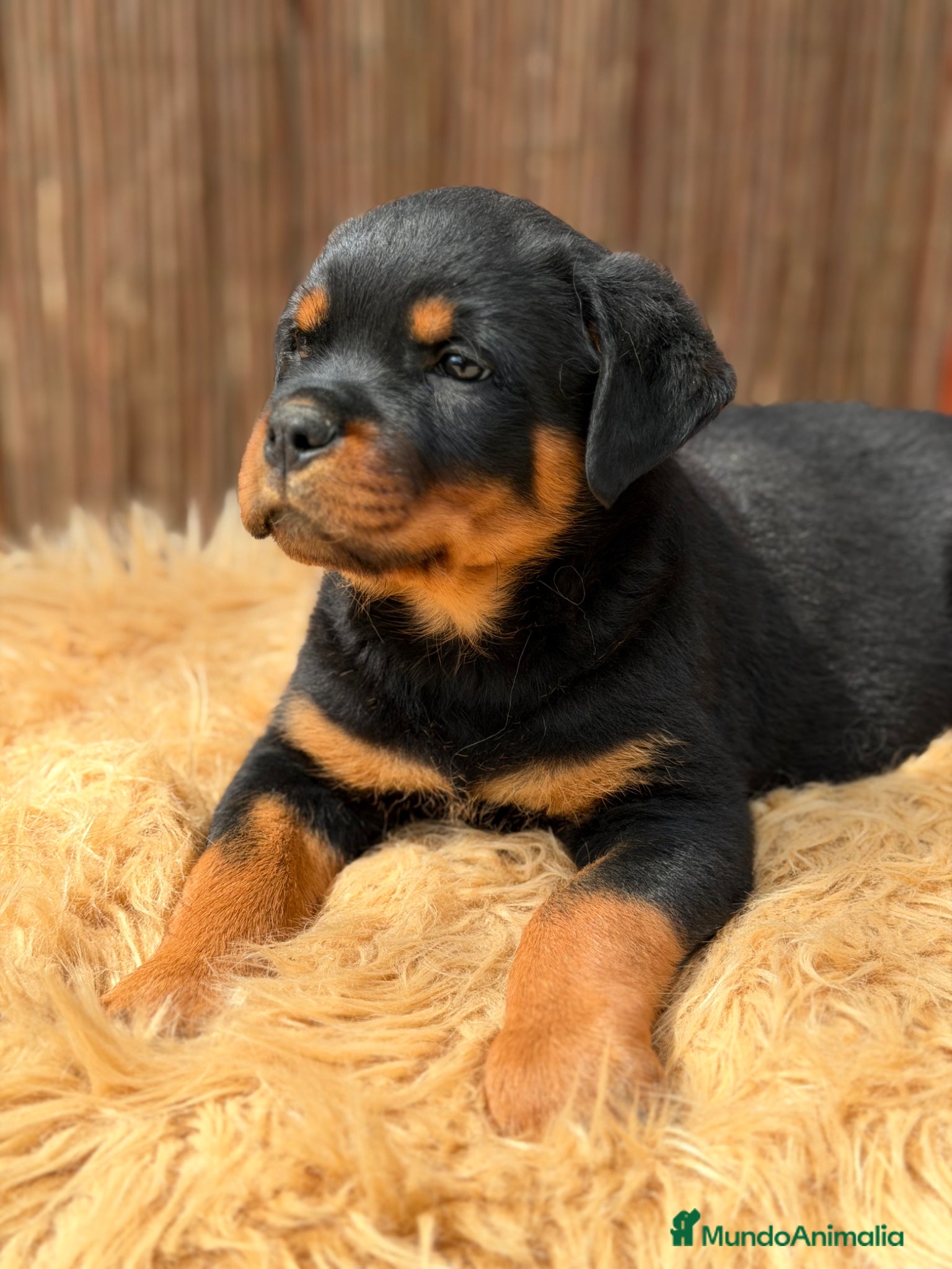 Rottweiler perros Rottweiler macho  - Anuncio 3