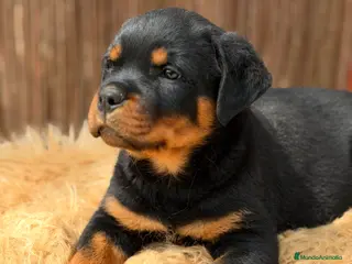 Rottweiler perros Rottweiler macho - Anuncio 9
