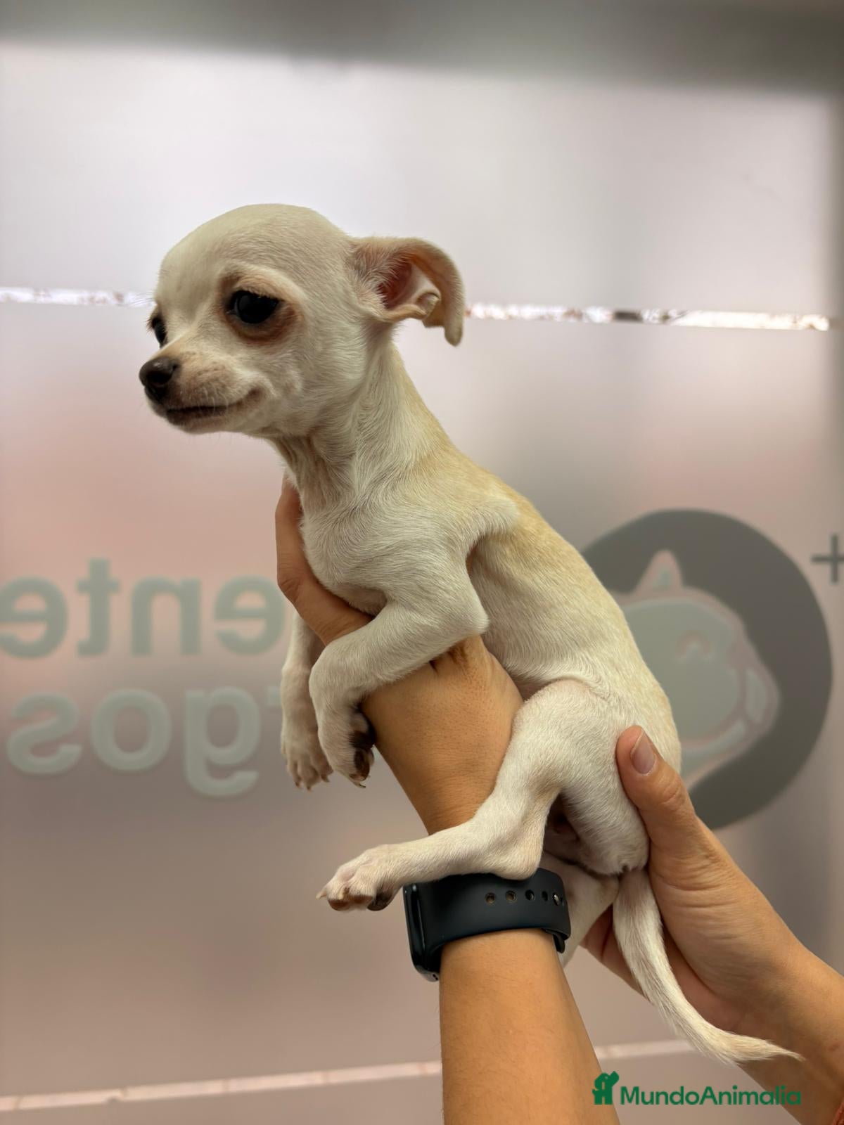 Chihuahua perros Chihuahua  - Anuncio 2