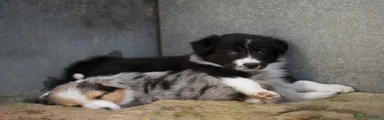 KUMA de CAN CLARENS 