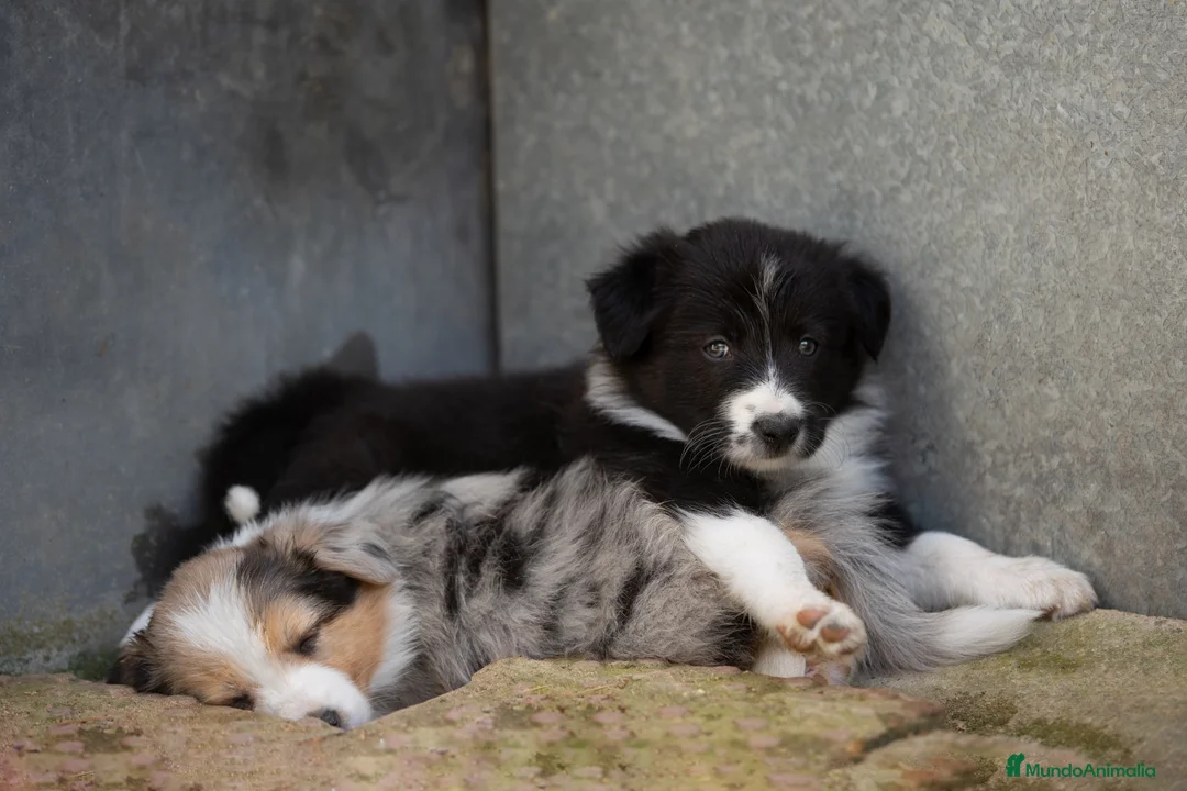 Border Collie perros en venta: Bordercollie de CAN CLARENS  en Barcelona - Anuncio 2