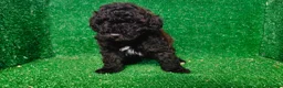 Maltipoo perros en venta: Maltipo  - Anuncio 8