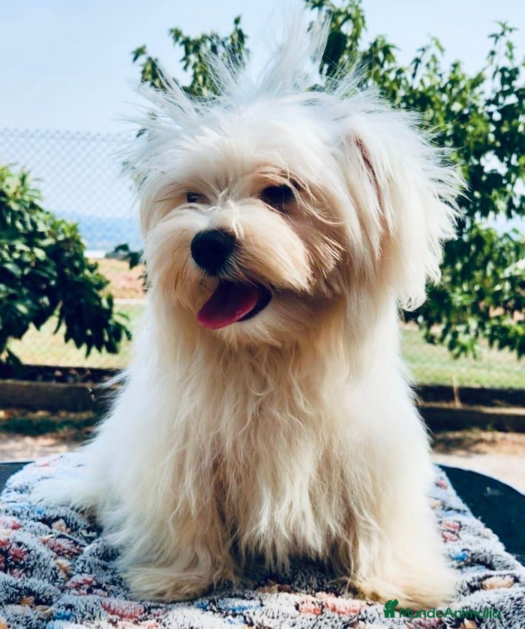 Bichón Maltés perros en venta: BICHÓN MALTES TOY MACHO - Imagen 5