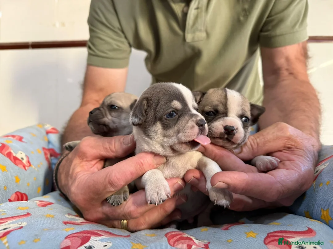 Chihuahua perros en venta: Cachorros chihuahua pelo corto - Anuncio 2