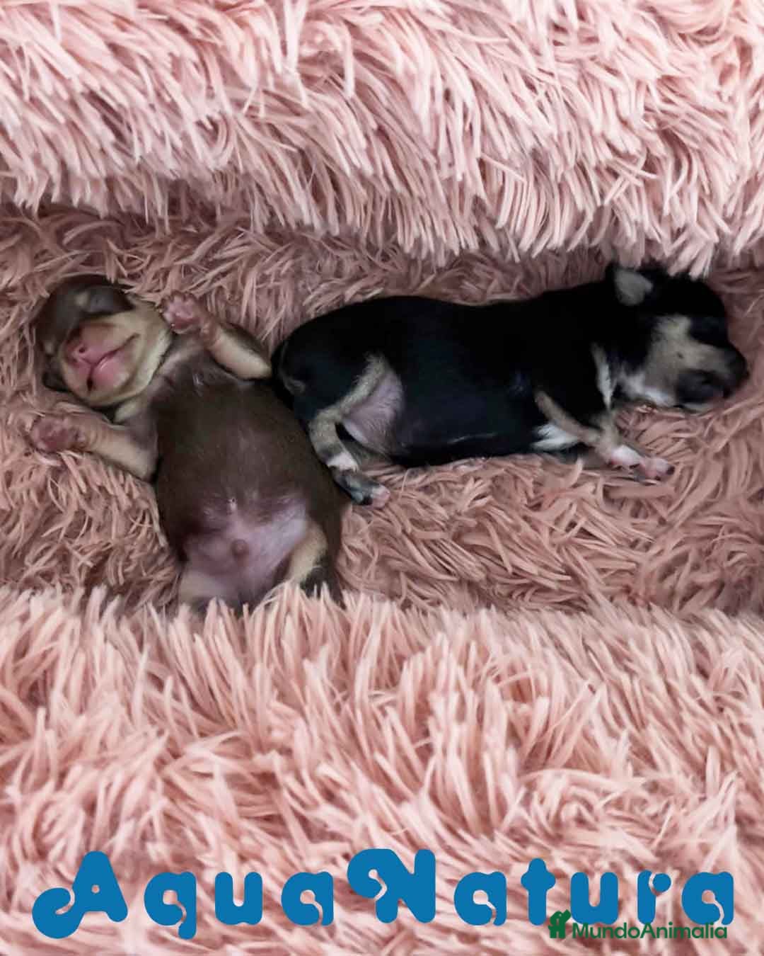 Chihuahua perros en venta: Camada Chihuahua de Clarita y Choc AQUANATURA - Anuncio 2