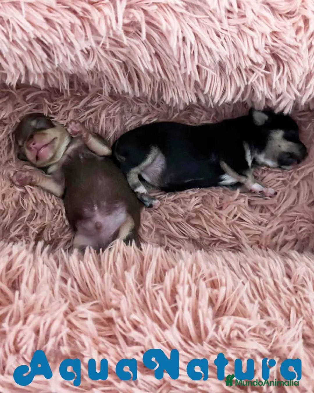Chihuahua perros en venta: Camada Chihuahua de Clarita y Choc AQUANATURA - Anuncio 2