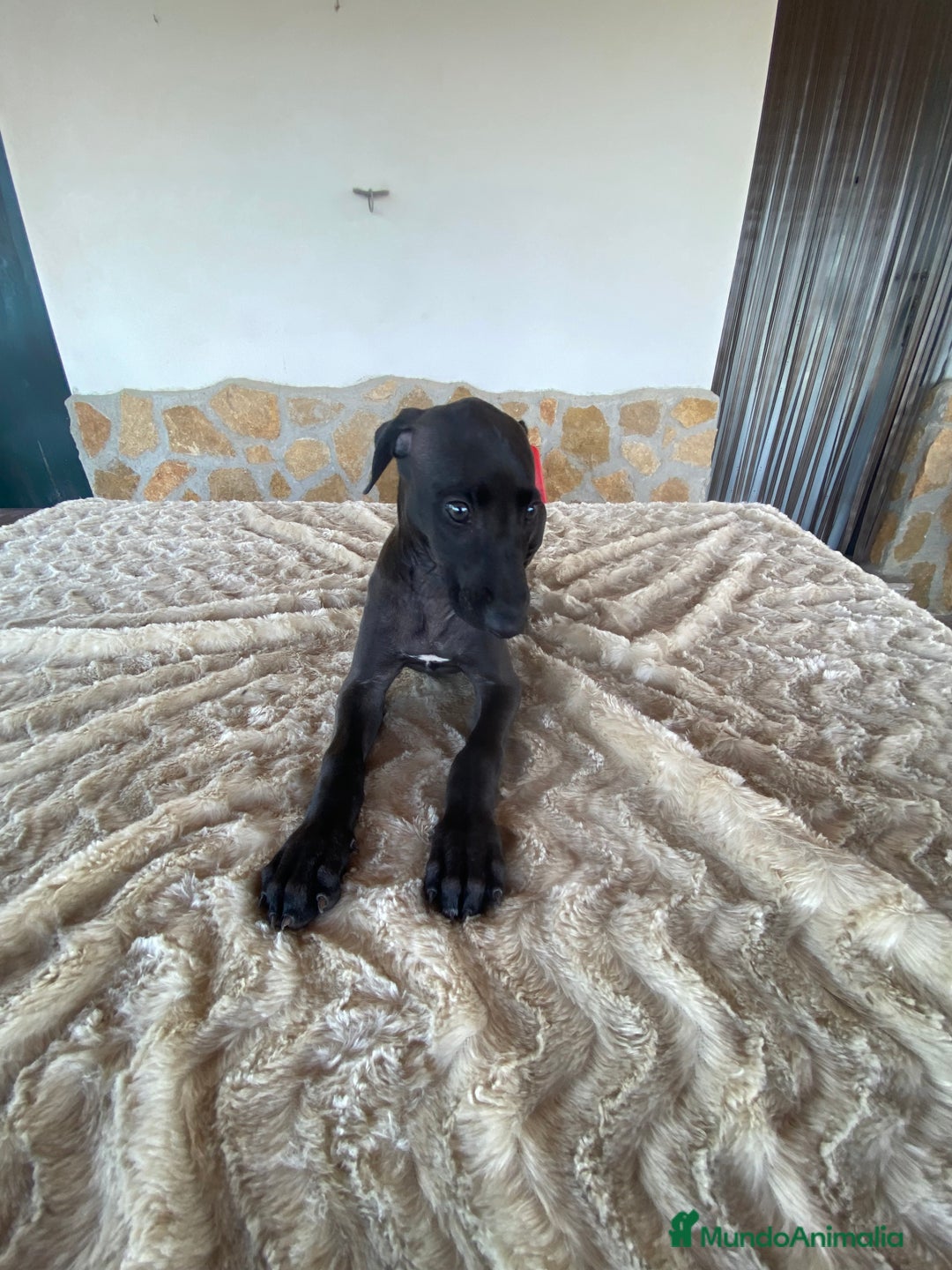 Galgo Español perros en venta: Galgo español blue - Imagen 5